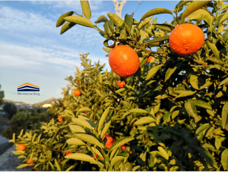 RoigCoop avança a passos gegants amb una visita a València