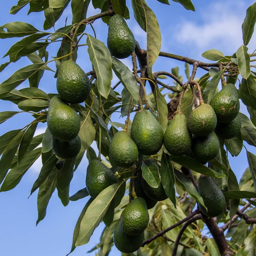 Caixa Alvocats 5 Kg - Imatge 3