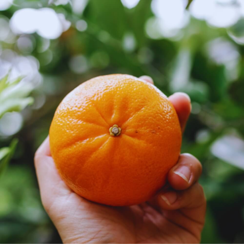 Caixa Mandarina Kids 10 Kg - Imatge 2