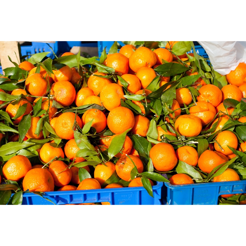 Caixa Familiar Mandarina Mountain